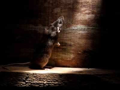 Brown rat, Rattus norvegicus, captive, August 2009
