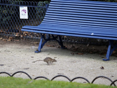 A rat runs at the Saint Jacques Tower square, in the center of Paris, Friday, Dec. 9, 2016. Paris is on a new rampage against rats, trying to shrink the growing rodent population. (AP Photo/Francois Mori)